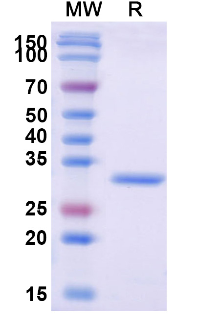 SDS-PAGE for Recombinant Human CA13, N-His