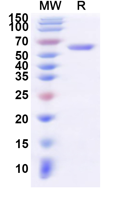 SDS-PAGE for Recombinant Human CACNA2D1 Protein, N-His