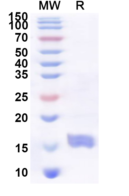 SDS-PAGE for Recombinant Human CD300H Protein, N-His