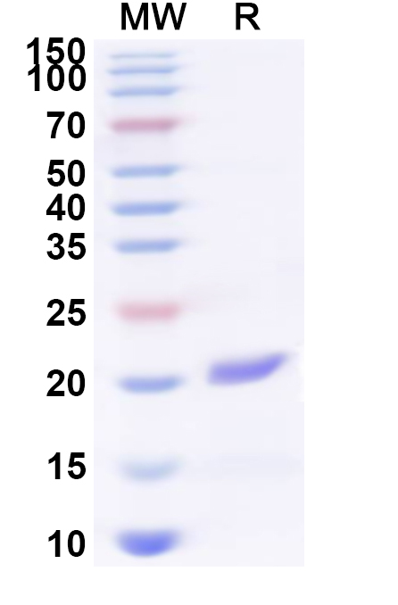 SDS-PAGE for Recombinant Human CD300LF Protein, N-His