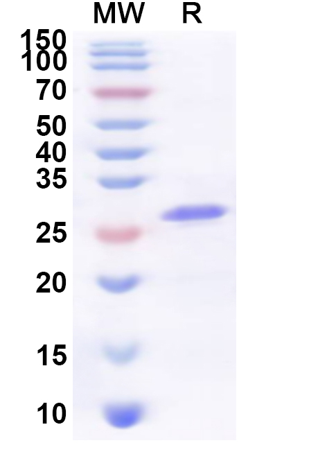 SDS-PAGE for Recombinant Human CD300LG Protein, N-His