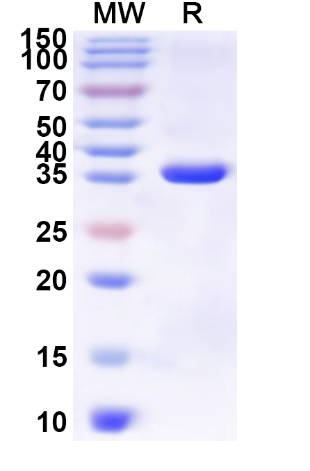 SDS-PAGE for Recombinant Human CD3G Protein, N-GST & C-His