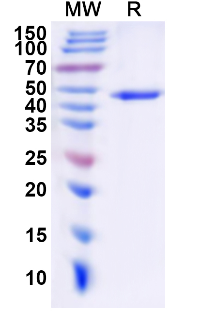 SDS-PAGE for Recombinant Human CHRM3 Protein, N-His-KSI