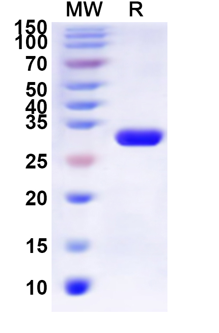 SDS-PAGE for Recombinant Human CHRM5 Protein, N-His-KSI