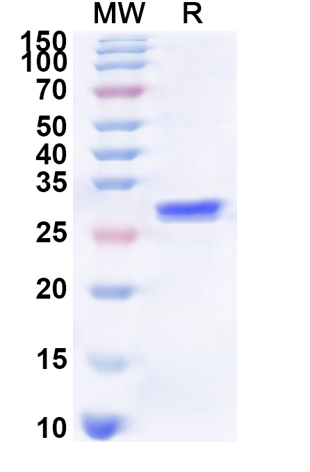 SDS-PAGE for Recombinant Human CHRNA2 Protein, N-His