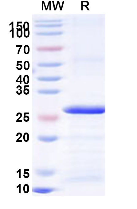 SDS-PAGE for Recombinant Human CLEC14A Protein, N-His