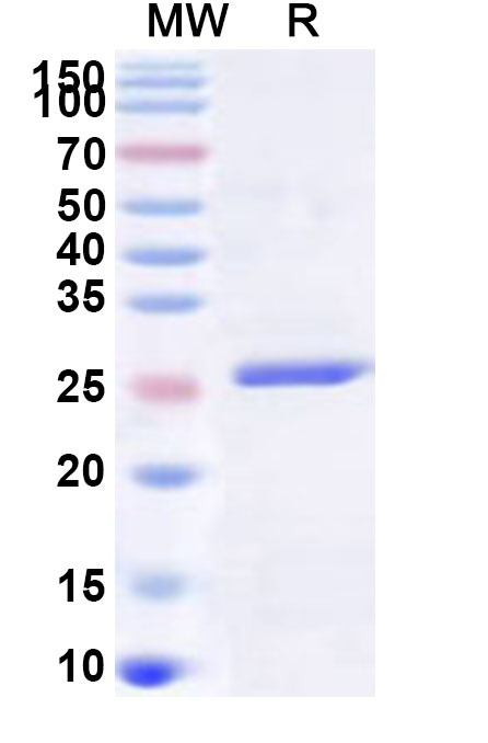 SDS-PAGE for Recombinant Human CLIC3 Protein, N-His