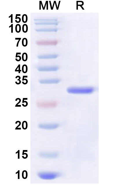 SDS-PAGE for Recombinant Human CREM Protein, N-His-KSI