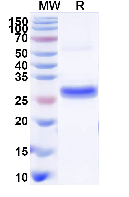 SDS-PAGE for Recombinant Human CTSS, N-His