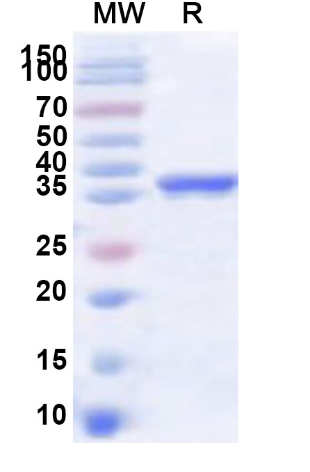 SDS-PAGE for Recombinant Human DAP3 Protein, N-His