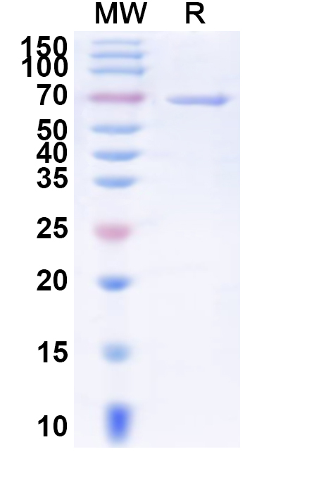 SDS-PAGE for Recombinant Human DSG3 Protein, C-His