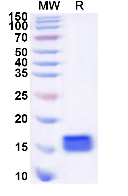 SDS-PAGE for Recombinant Human EGR4 Protein, N-His
