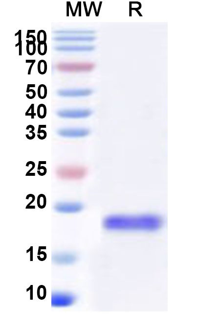 SDS-PAGE for Recombinant Human EIF1AX Protein, N-His