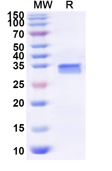 SDS-PAGE for Recombinant Human EMP2 Protein, N-GST & C-His