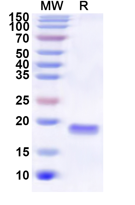 SDS-PAGE for Recombinant Human FLOT2 Protein, N-His