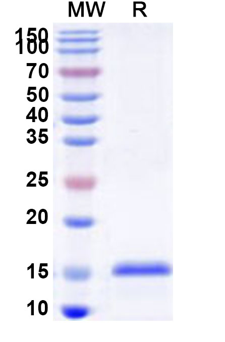 SDS-PAGE for Recombinant Human FRS3 Protein, N-His