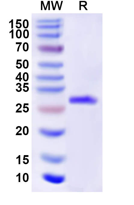 SDS-PAGE for Recombinant Human GABRA5 Protein, N-His