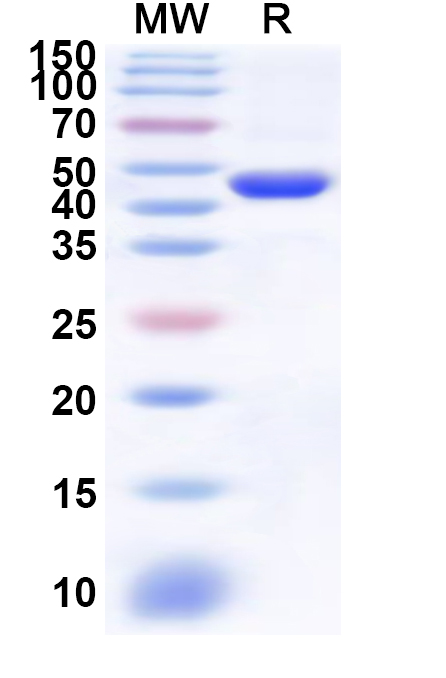 SDS-PAGE for Recombinant Human GALNT2 Protein, N-His