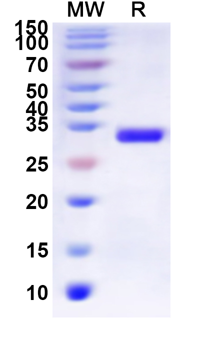 SDS-PAGE for Recombinant Human GALR1 Protein, N-His-KSI