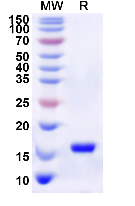 SDS-PAGE for Recombinant Human GDF1 Protein, N-His