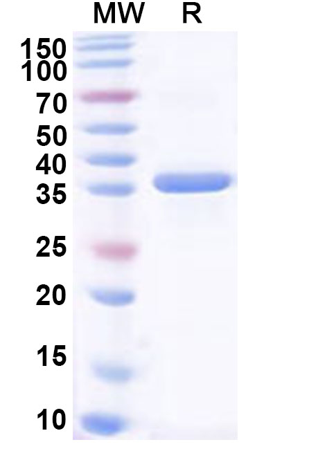 SDS-PAGE for Recombinant Human GLOD4 Protein, N-His