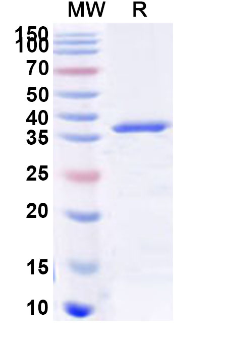 SDS-PAGE for Recombinant Human GPR137B Protein, N-GST & C-His