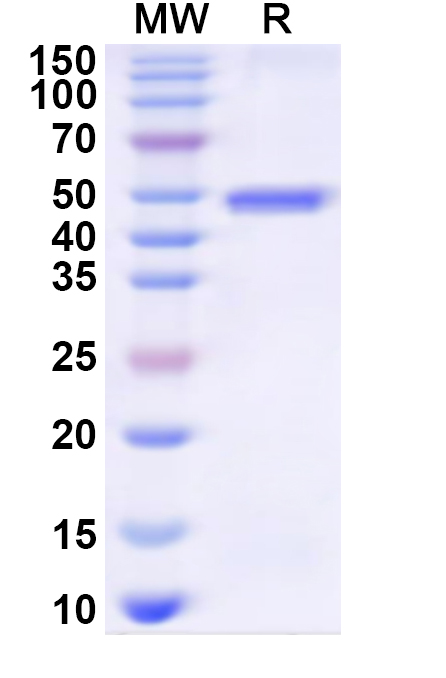 SDS-PAGE for Recombinant Human GRB14 Protein, N-His