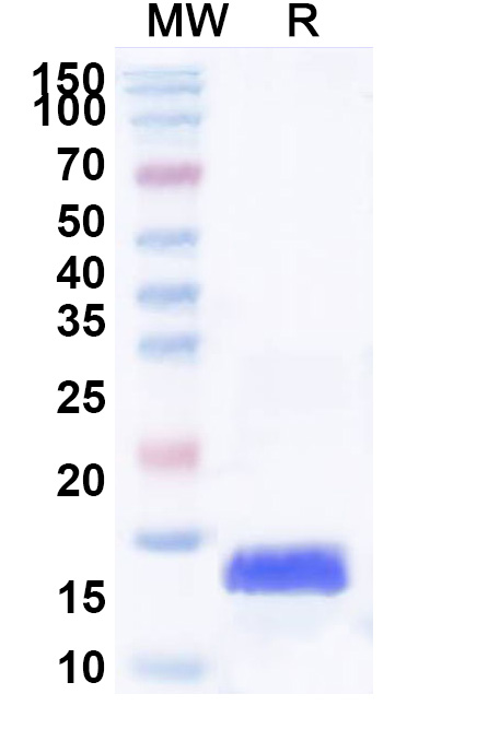SDS-PAGE for Recombinant Human H3C15, N-His