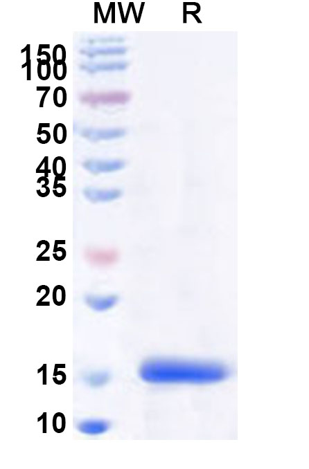 SDS-PAGE for Recombinant Human HAMP Protein, N-His