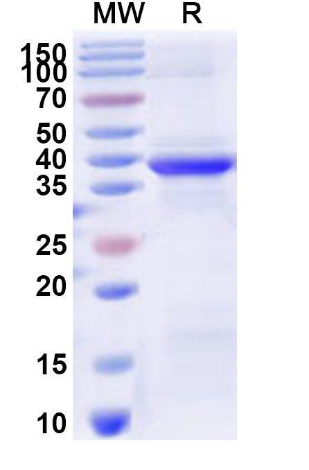 SDS-PAGE for Recombinant Human HAND2 Protein, N-His-KSI