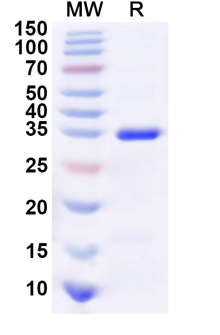 SDS-PAGE for Recombinant Human HCLS1 Protein, N-GST & C-His