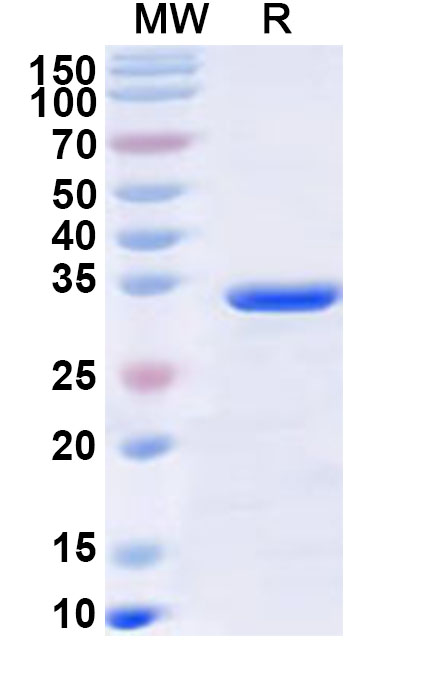 SDS-PAGE for Recombinant Human HEPC/Hepcidin Protein, N-GST & C-His
