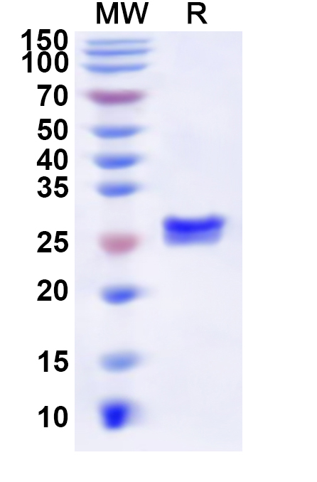 SDS-PAGE for Recombinant Human HNRNPF Protein, N-His