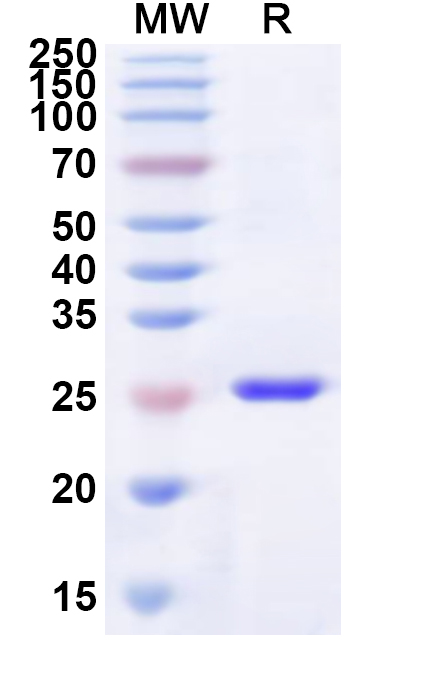 SDS-PAGE for Recombinant Human HTR1A Protein, N-His-KSI