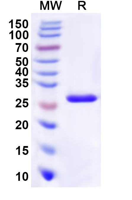 SDS-PAGE for Recombinant Human HTR2B Protein, N-His-KSI
