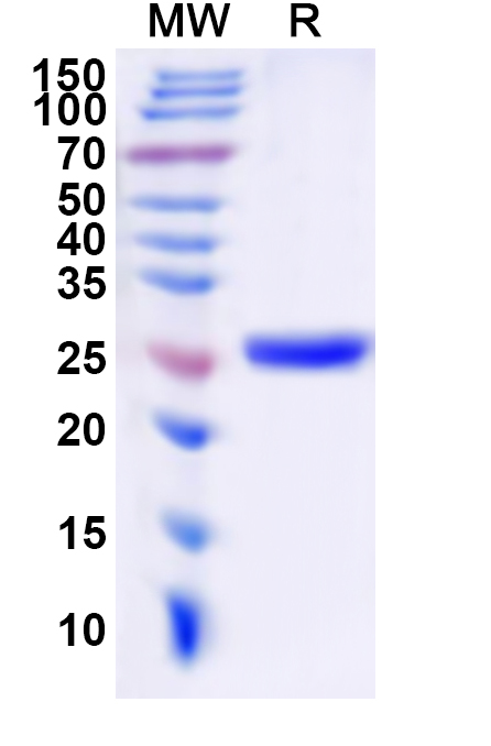 SDS-PAGE for Recombinant Human HTR2C Protein, N-His-KSI