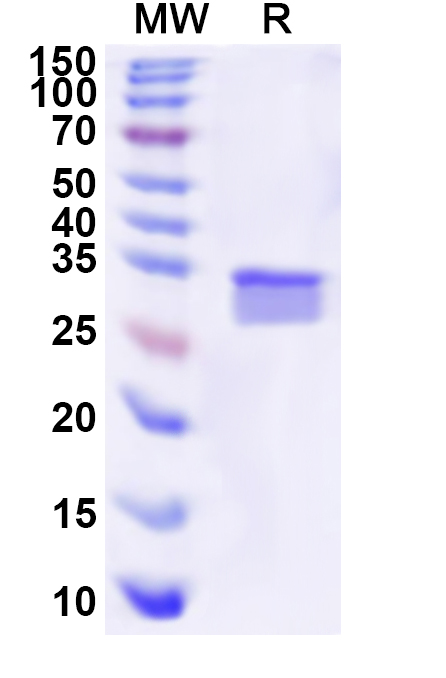 SDS-PAGE for Recombinant Human HTR6 Protein, N-His-KSI