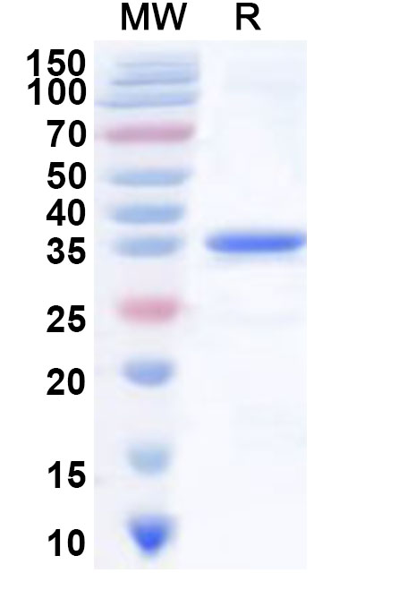 SDS-PAGE for Recombinant Human IER3 Protein, N-GST & C-His