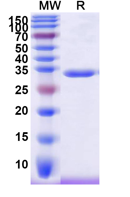 SDS-PAGE for Recombinant Human IgG4 Fc Fragment