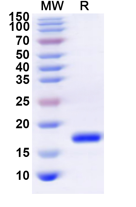 SDS-PAGE for Recombinant Human IL22, N-His