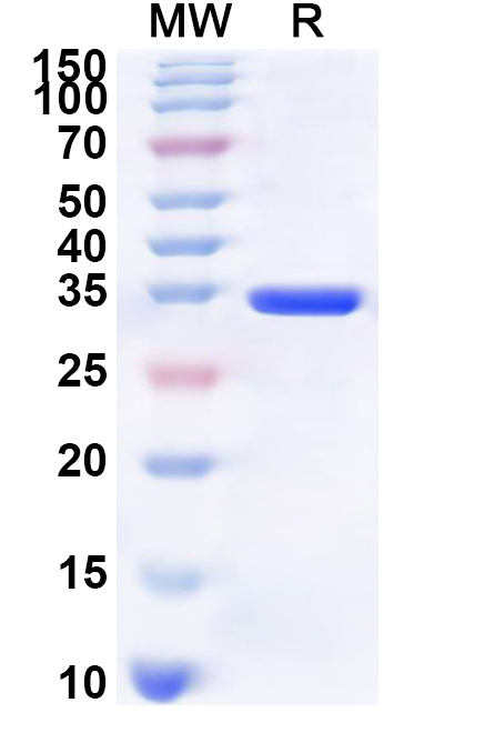SDS-PAGE for Recombinant Human INA Protein, N-His