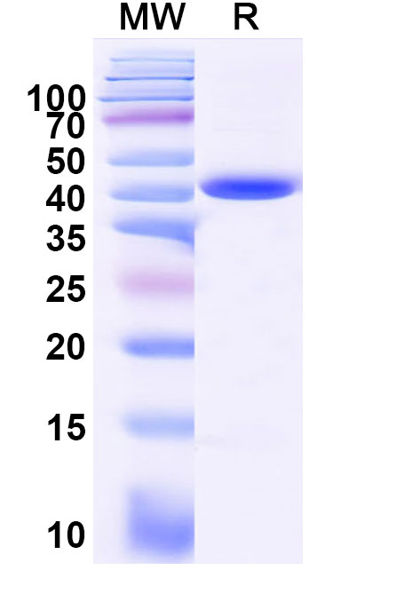 SDS-PAGE for Recombinant Human KRAS/K-Ras 2 (G12C) Protein, N-GST