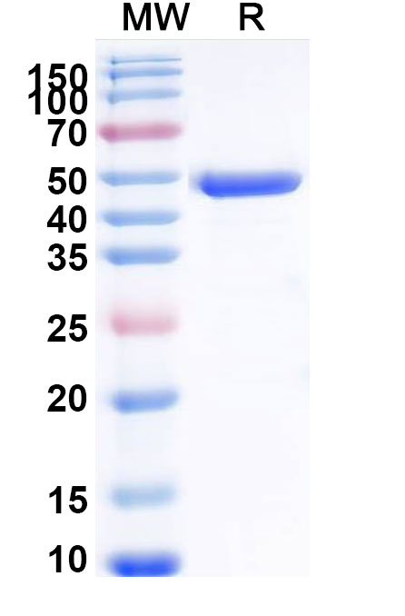 SDS-PAGE for Recombinant Human KRAS/K-Ras 2 Protein, N-GST