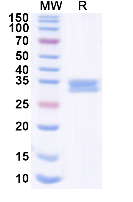 SDS-PAGE for Recombinant Human LPAR6 Protein, N-GST & C-His