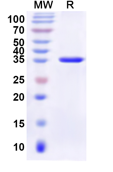 SDS-PAGE for Recombinant Human LSM11 Protein, N-GST & C-His