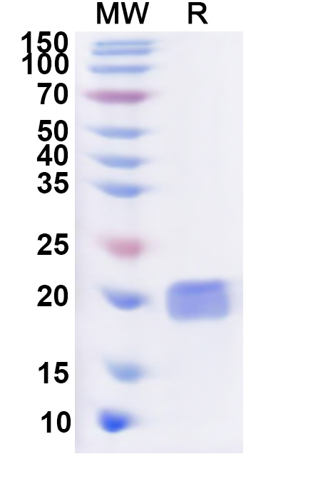 SDS-PAGE for Recombinant Human MLLT3 Protein, N-His