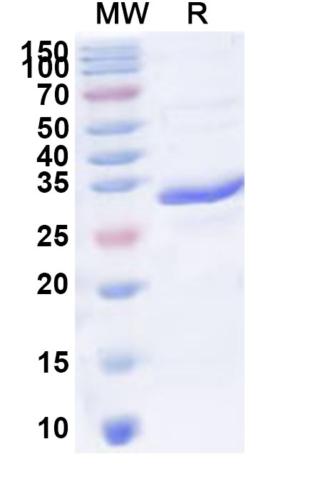 SDS-PAGE for Recombinant Human MS4A4A Protein, N-His-KSI