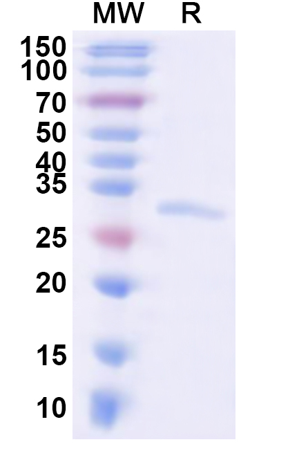 SDS-PAGE for Recombinant Human MTIF2 Protein, N-His