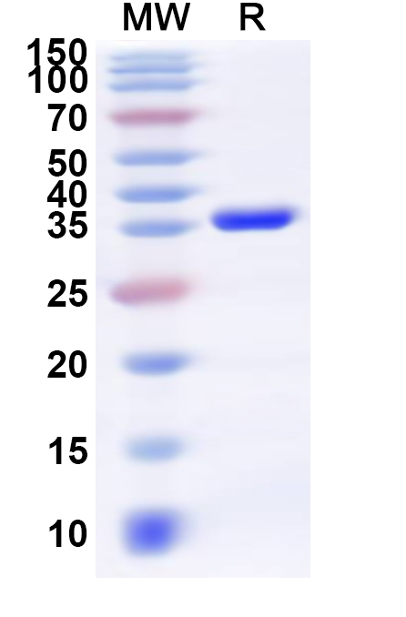 SDS-PAGE for Recombinant Human NAPA Protein, N-His
