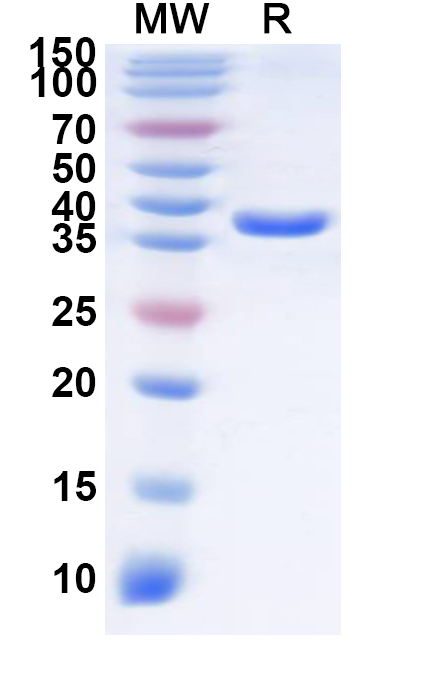 SDS-PAGE for Recombinant Human OR2C3 Protein, N-GST & C-His